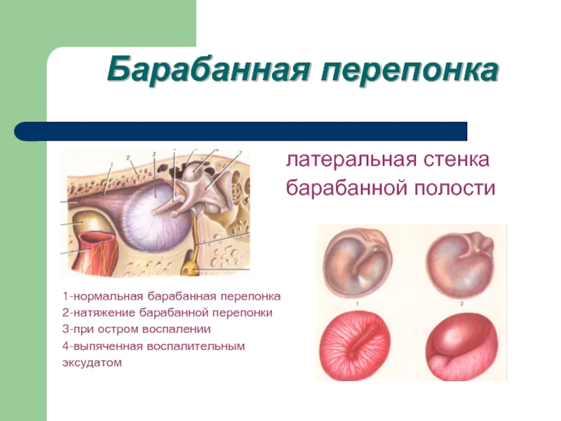 Стенки барабанной перепонки. Барабанная перепонка гиперемирована. Функции барабанной перепонки. Строение и функции барабанной перепонки человека. Барабанная перепонка строение и функции.