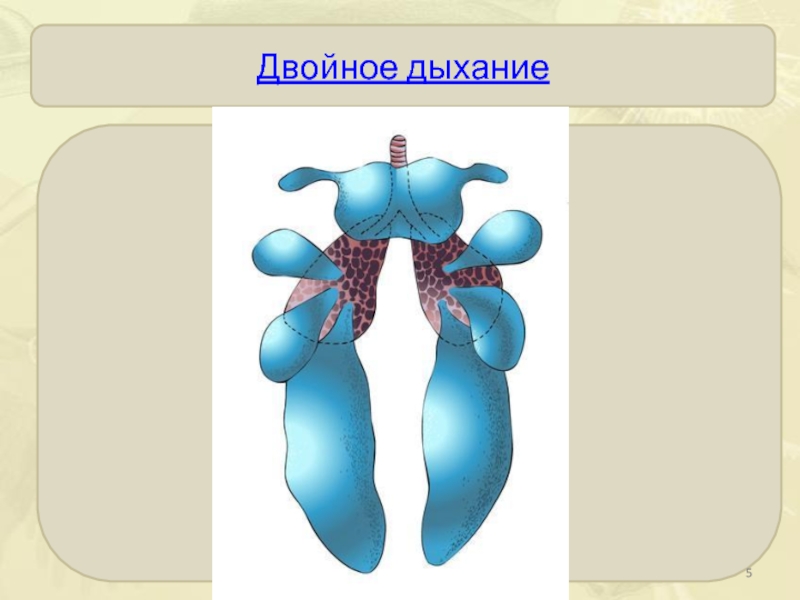 У рептилий двойное дыхание. Двойное дыхание у птиц. Схема двойного дыхания. Принцип двойного дыхания у птиц. Схема двойного дыхания у птиц.