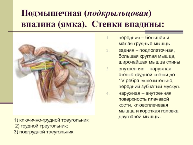 Подмышечная (подкрыльцовая) впадина (ямка). Стенки впадины:передняя – большая и малая грудные мышцызадняя – подлопаточная, большая круглая мышца,