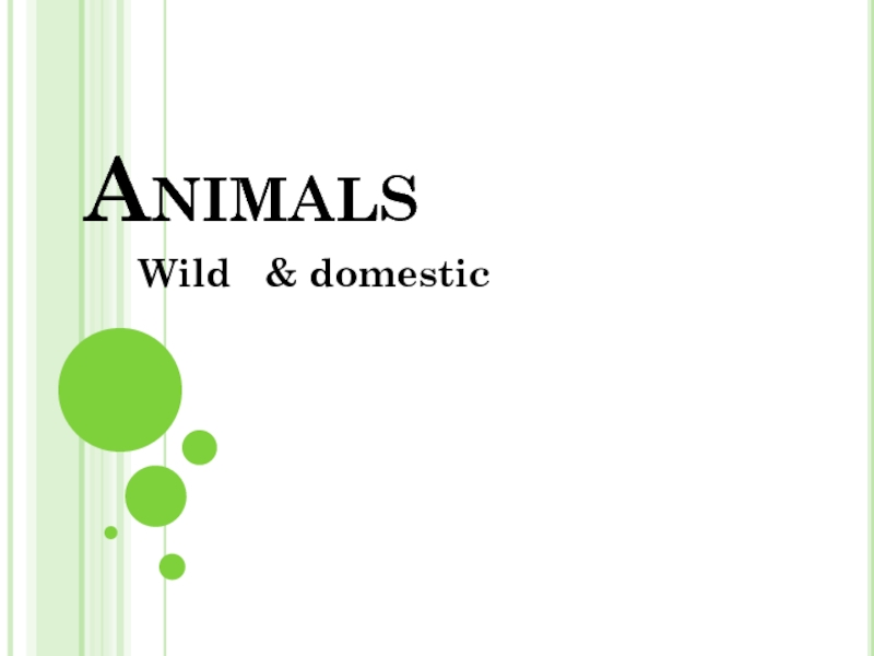 Domestic - wild animals