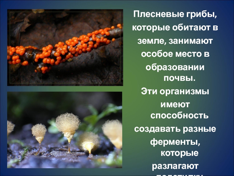Плесневые грибы представители