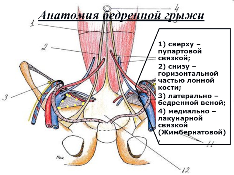 Бедренная грыжа анатомия. Анатомия пупартовой связки. Паховая пупартова связка. Подвздошно лонная связка.