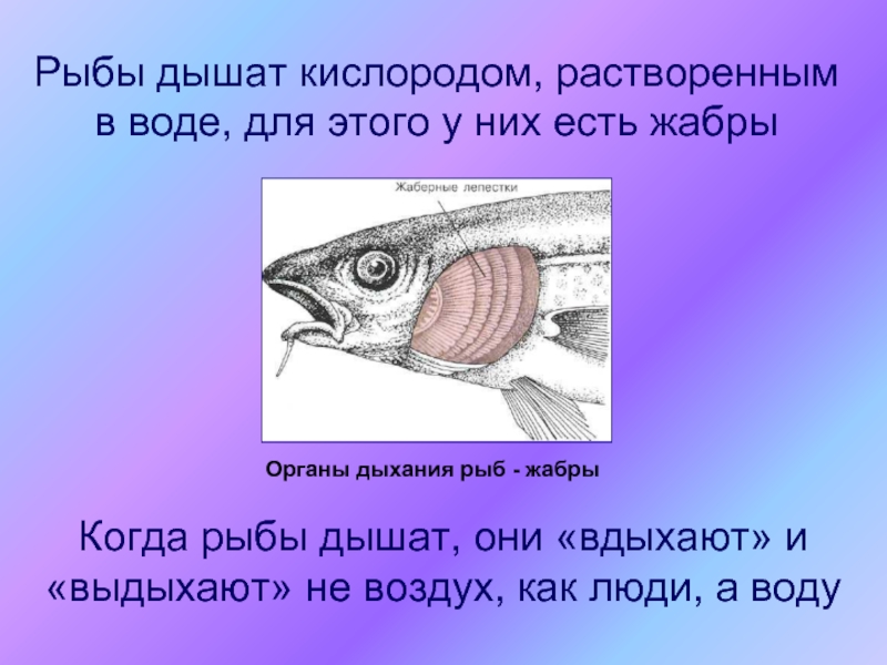 Рыбы дышат кислородом, растворенным в воде, для этого у них есть жабрыКогда рыбы дышат, они «вдыхают» и