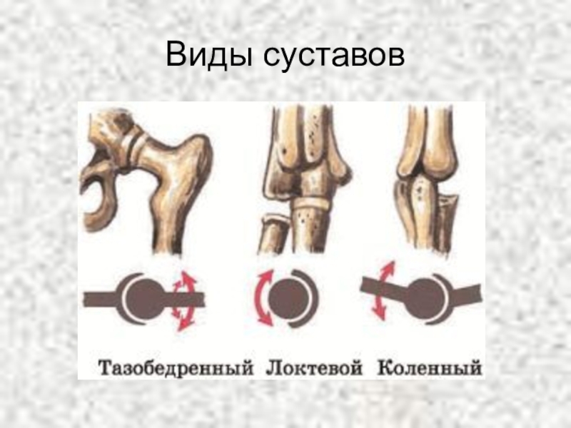 Виды суставов. Формы суставов человека. Суставы типы суставов. Формы сочленений суставов.