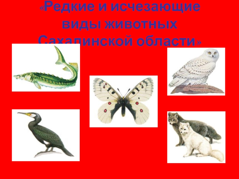 Редкие и исчезающие виды животных Сахалинской области