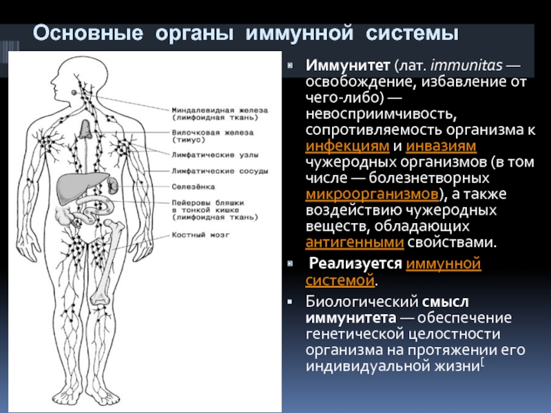 Картинка органов иммунной системы