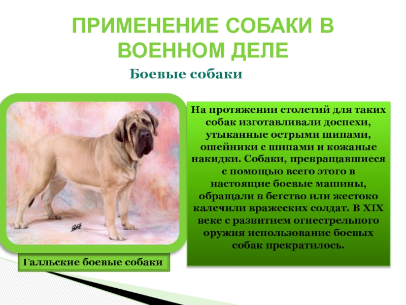 Применение собак. Галльские боевые собаки. Применение собак в военном деле. Области применения собак.