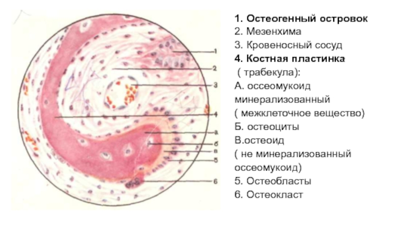 Прямой остеогенез гистология рисунок