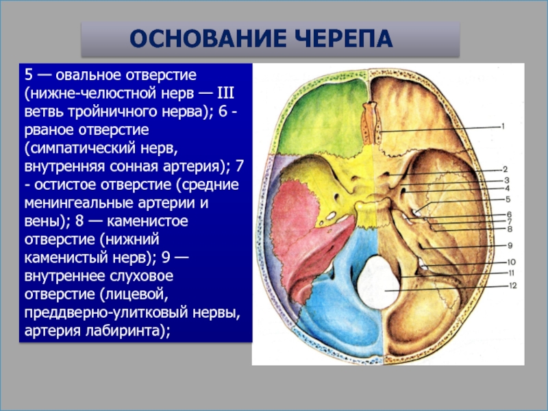 Овальное отверстие. Сонное отверстие внутренне основание черепа. Рваное отверстие основания черепа. Овальное отверстие основания черепа.