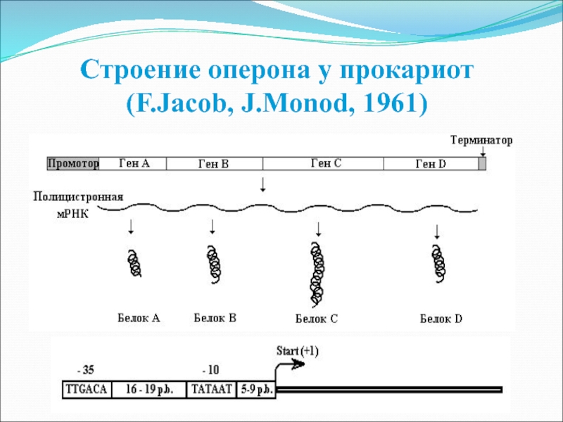 Схема строения оперонов бактерий