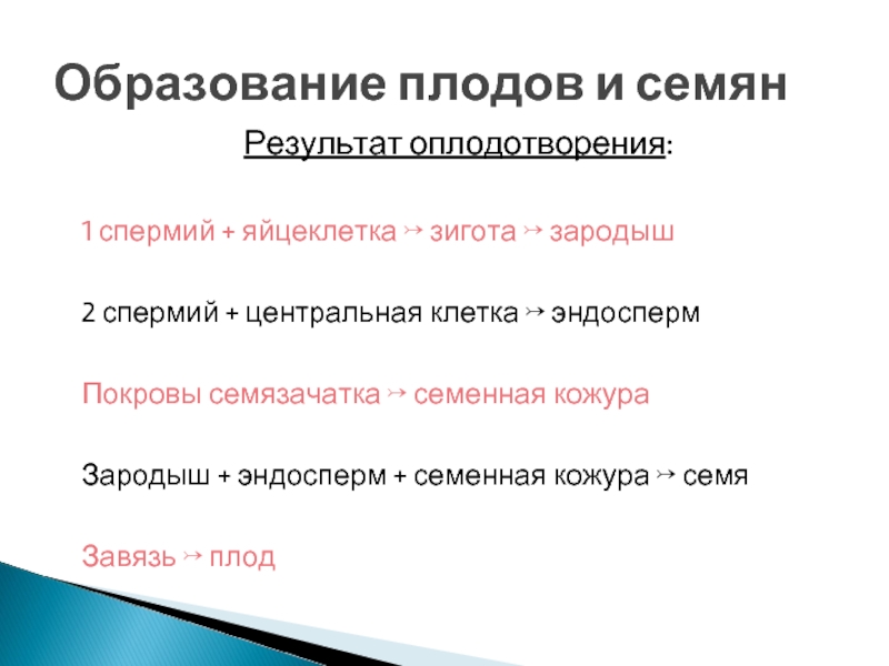 В результате оплодотворения образуется