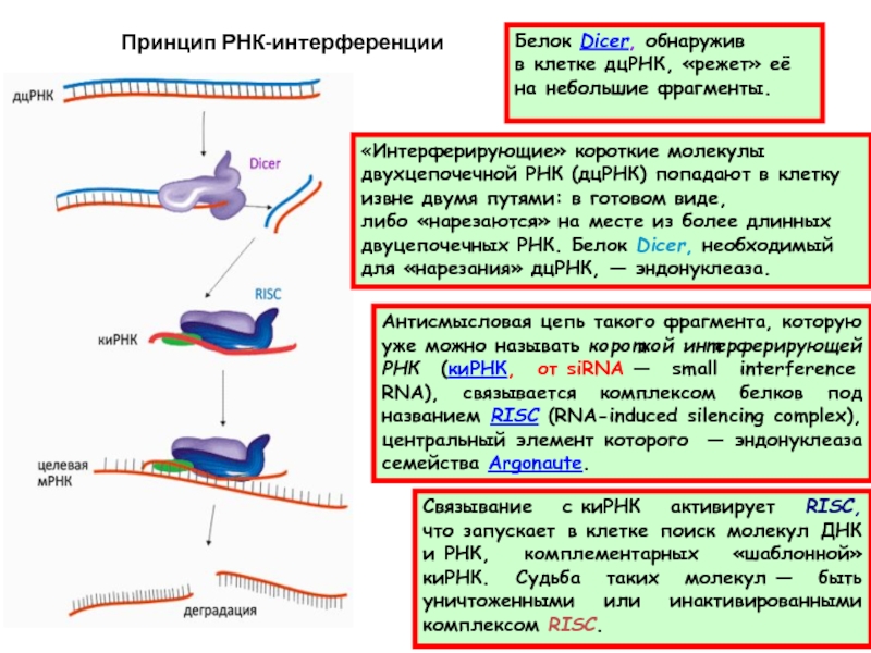 Интерференция рнк презентация