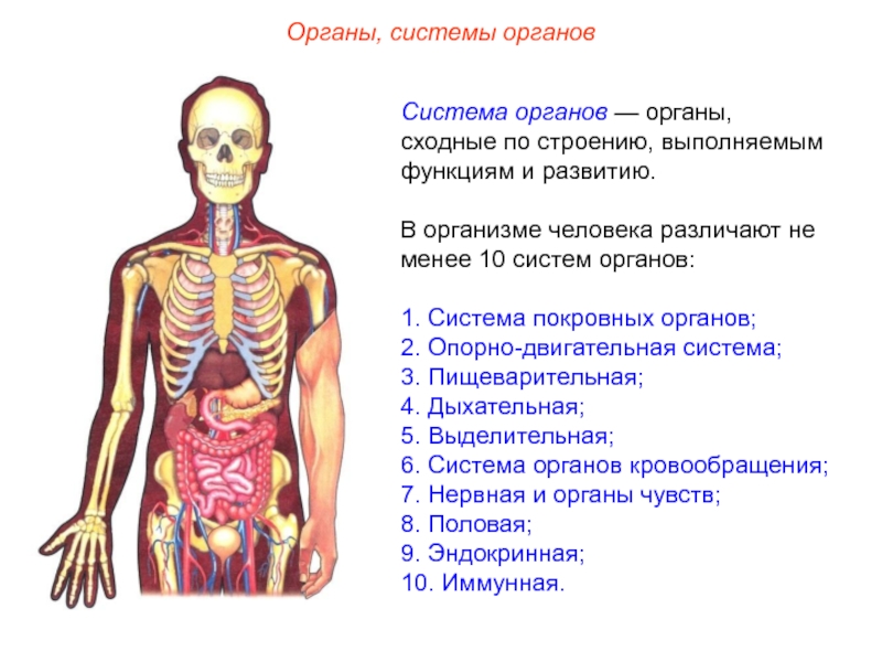 Функционирование органы. Системы органов. Взаимосвязь систем органов. Системы органов в организме человека. Взаимосвязь систем органов человека.