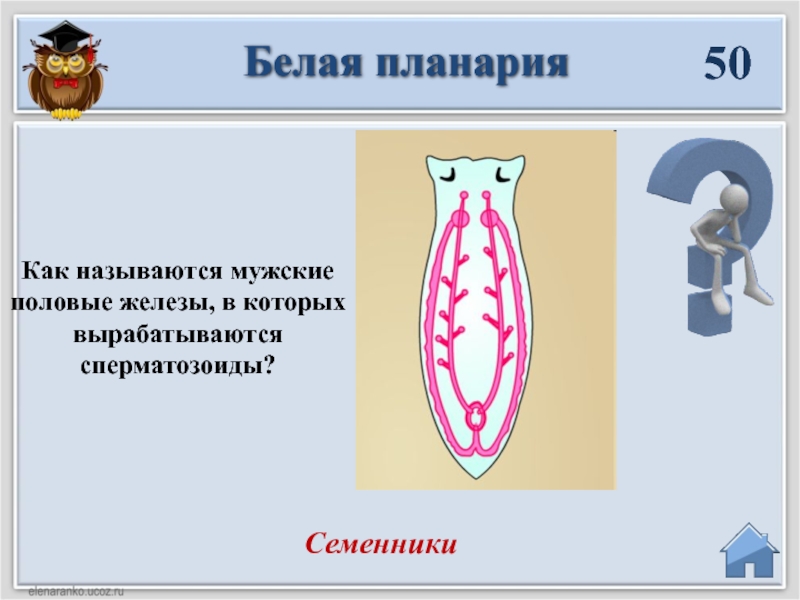 Какая система органов планарии изображена на рисунке