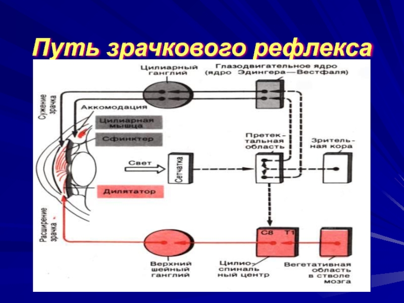 Рефлекторная дуга зрачкового рефлекса рисунок