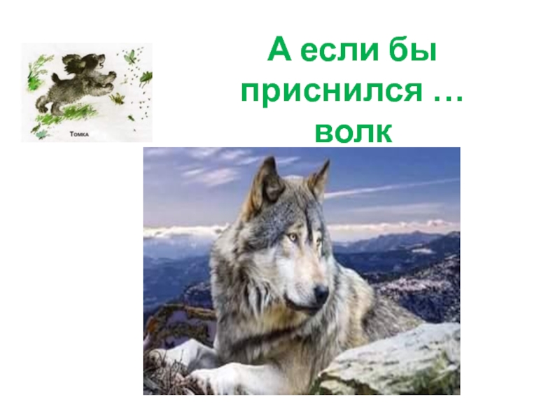 Бурый волк презентация. Волк для презентации. Если приснился волк. Сонник волк. Собака и волк презентация 2 класс мир природы и человека.