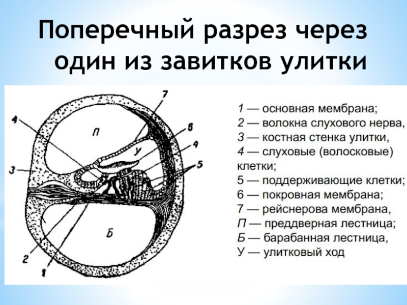 Разрез через. Перепончатый Лабиринт разрез через основной завиток улитки. Поперечный разрез через органы речи. Поперечный разрез улиткового протока. Улитковый проток поперечном разрезе.