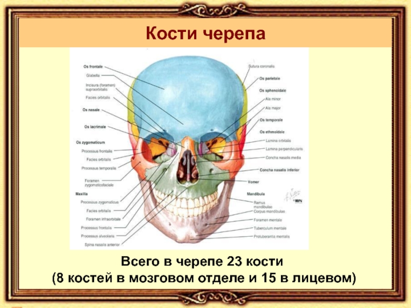 Кости мозгового черепа анатомия. Строение лицевого отдела черепа. Строение костей черепа. Нервы лицевого черепа