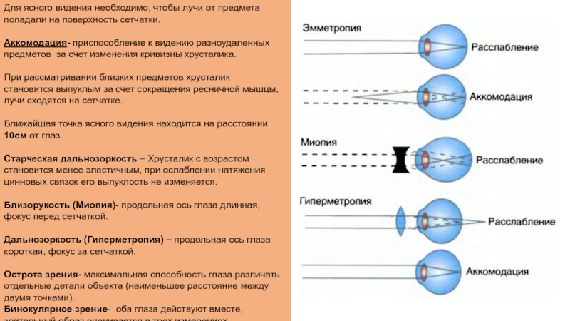 Состояние покоя аккомодации фокус на сетчатке рисунок