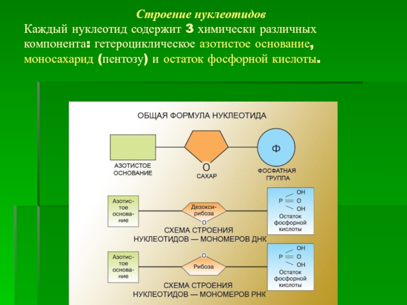 Виды нуклеотидов. Строение нуклеотида (3 компонента). Строение нуклеотида остаток фосфорной кислоты. Строение нуклеотида. Схема строения нуклеотида.