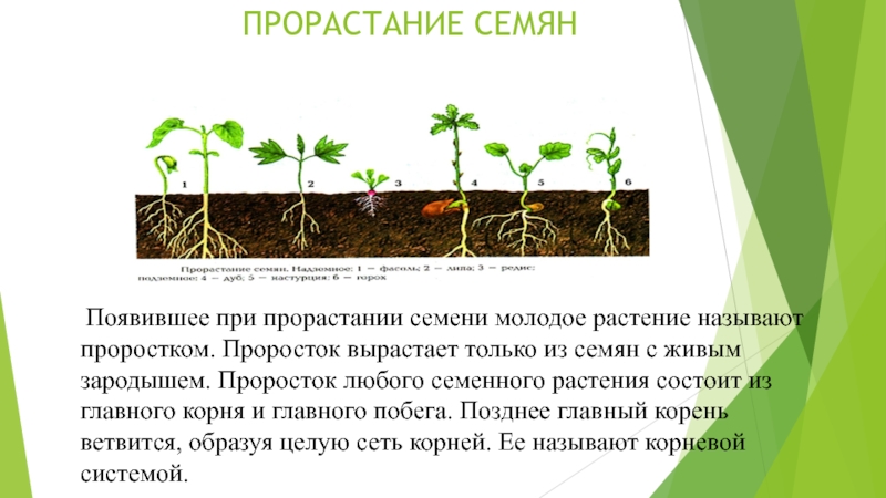 Экспериментатор изучал влияние условий выращивания. Прорастание семян 6 класс биология. Условия прорастания растений. Условия прорастания семян. Этапы прорастания растения.