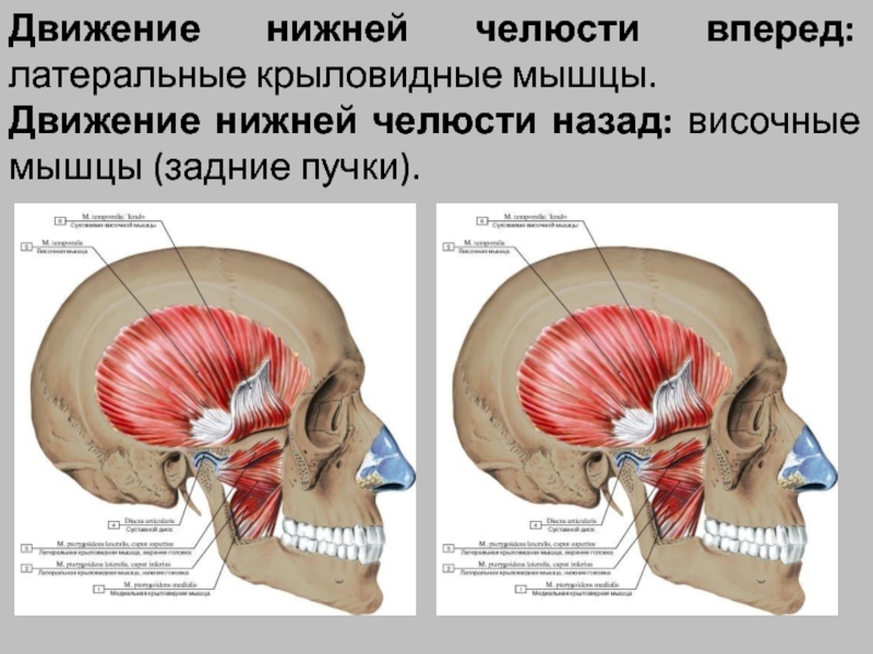 Височная мышца