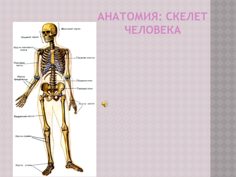 Скелет человека реферат