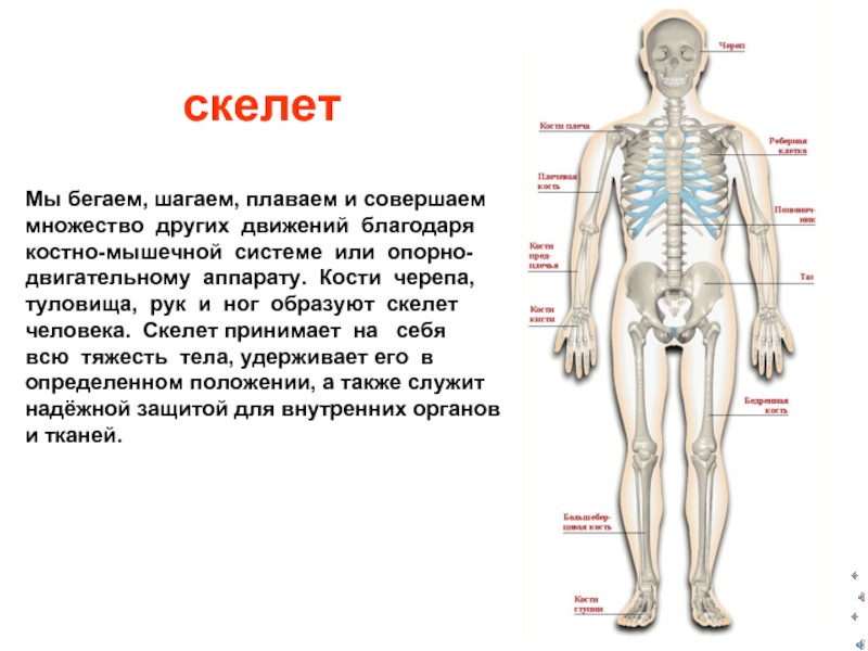 Проект по анатомии