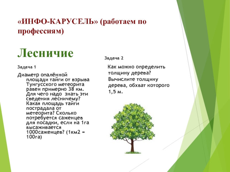 Класс info. Как определить толщину дерева. Как можно определить толщину дерева?. Диаметр опаленной площади тайги. Длина окружности дерева.