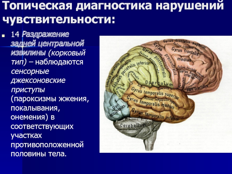 Джексоновские приступы. Поражение задней центральной извилины. Топическая диагностика. Топическая диагностика нарушений чувствительности. Сенсорные Джексоновские припадки.