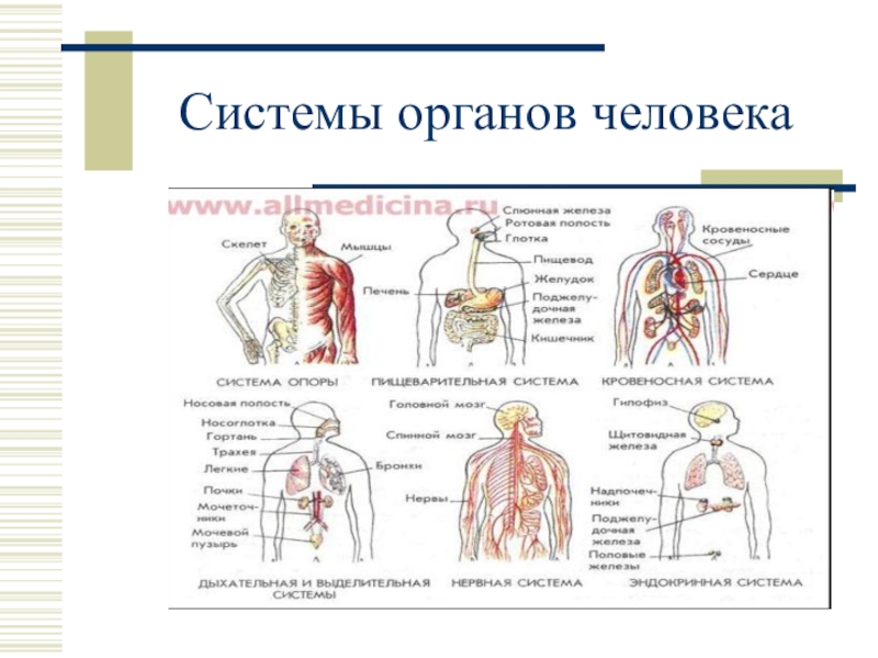 Факты систем органов человека. Системы органов организма человека 8 класс.