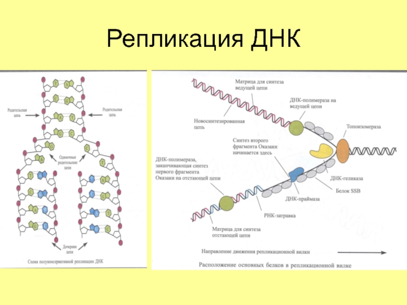 Репликация молекулы днк