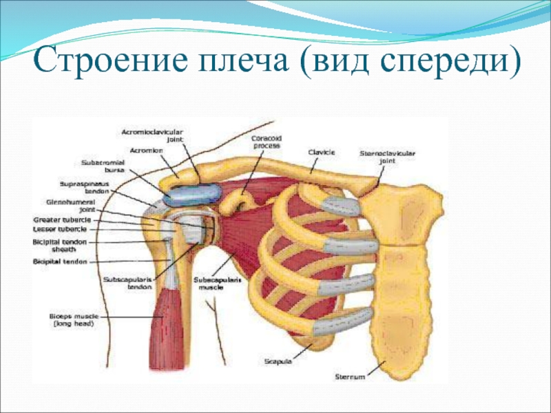 Плечевая анатомия. Анатомия плечевого сустава и мышц плеча. Плечевой сустав спереди. Анатомическое строение плеча человека анатомия. Плечевой сустав анатомия строение.