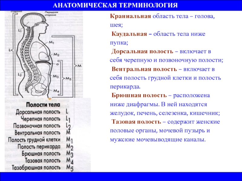 Обл тел. Краниальная область тела. Области туловища. Краниальный это в анатомии. Краниальная каудальная дорсальная.