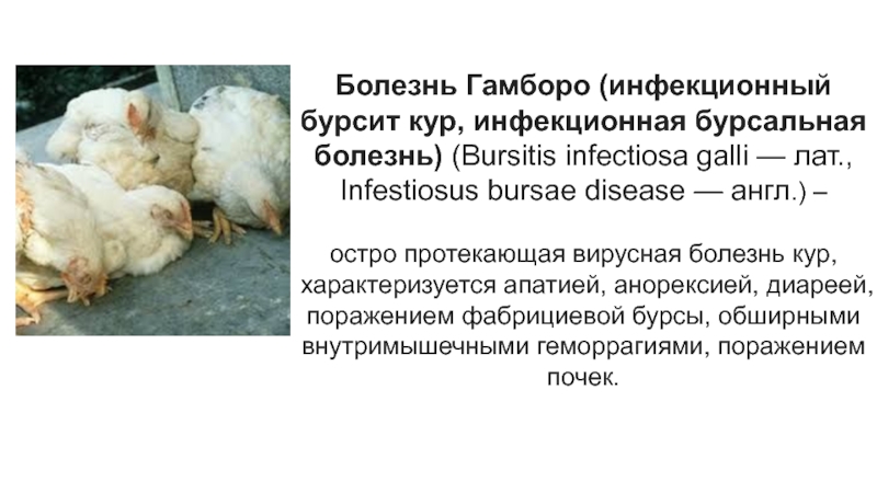 Болезнь Гамборо (инфекционный бурсит кур, инфекционная бурсальная болезнь)  (