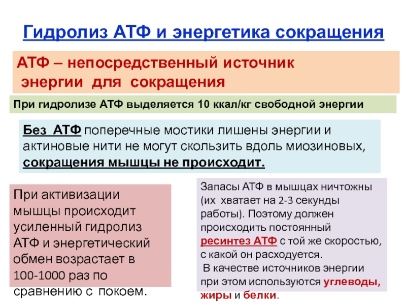 Источник энергии для мышечного сокращения