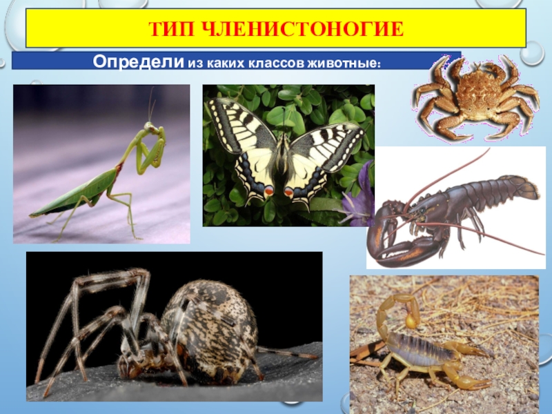 К какому классу членистоногих относится представленное на фотографии животное