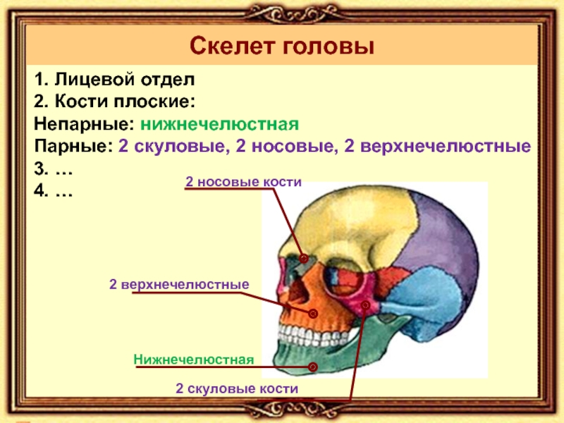 К какому отделу черепа относится скуловая кость. Парные и непарные кости черепа. Кости лицевого отдела. Скелет головы лицевой отдел. Скуловая кость лицевой отдел.