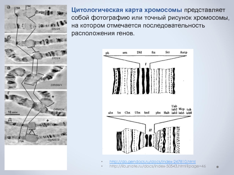 Цитологическая карта хромосом