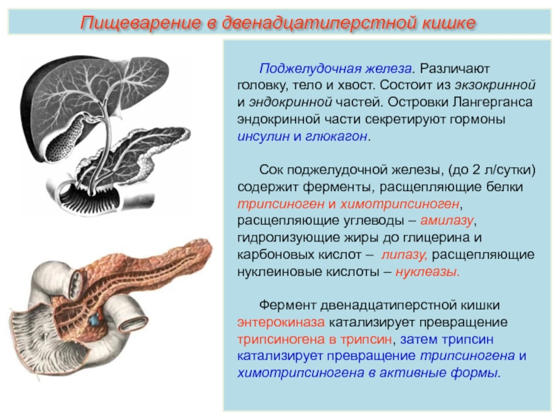 Поджелудочная железа головка. Глюкагон поджелудочной железы. Гормоны островков поджелудочной железы. Экзокринные гормоны поджелудочной железы. Экзокринная и эндокринная недостаточность поджелудочной железы.