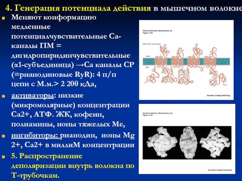 Биохимия мышц презентация