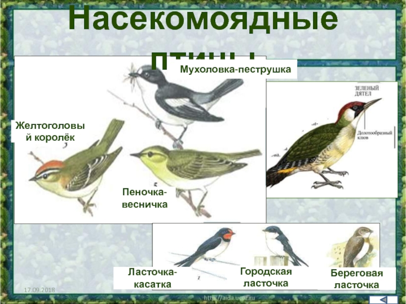 Хищные насекомоядные птицы. Насекомоядные птицы. Насекомоядные птицы представители. Насекомоядные зимующие птицы. Насекомоядные птицы картинки.