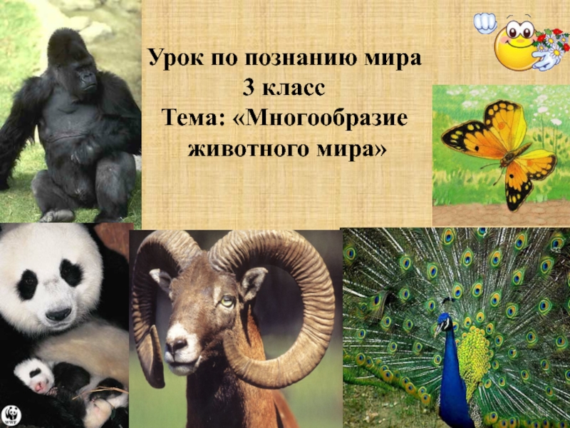 Какие года в честь животных. Цитаты про разнообразие животных. Придумать три вопроса по теме разнообразие животных. Сообщение как животные познают мир.
