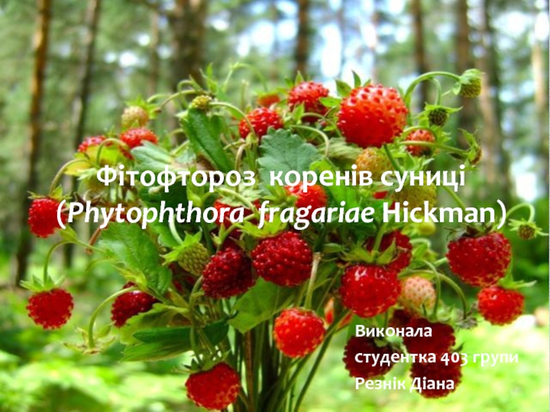 Фітофтороз коренів суниці ( Phytophthora fragariae Hickman)