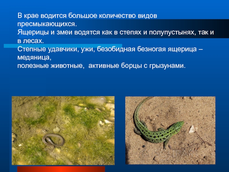 Змеи ящерицы природная зона. Кол во видов ящериц. Пресмыкающиеся Ставропольского края. Рептилии Ставропольского края. Пресмыкающиеся численность.