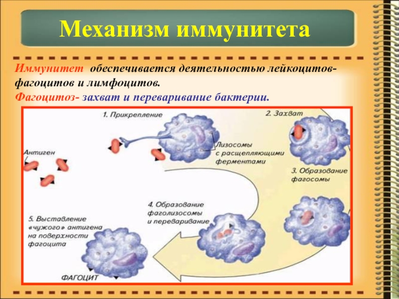 Зарисовать схемы механизма образования иммунитета клеточный фагоцитоз