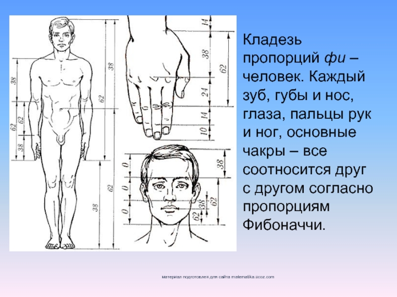 Как соотносятся понятия образ тела и схема тела