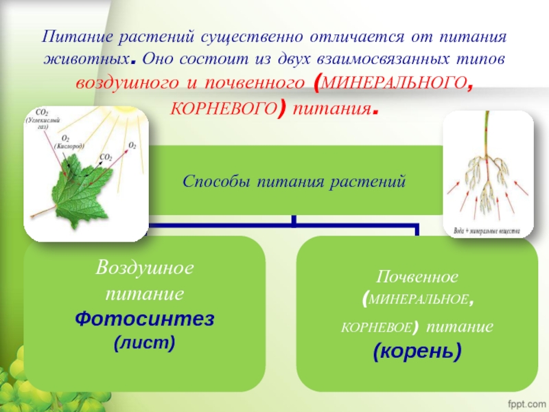 Чем отличается питание. Питание растений. Питание растений биология. Способы питания растений. Питание растений 6 класс биология.