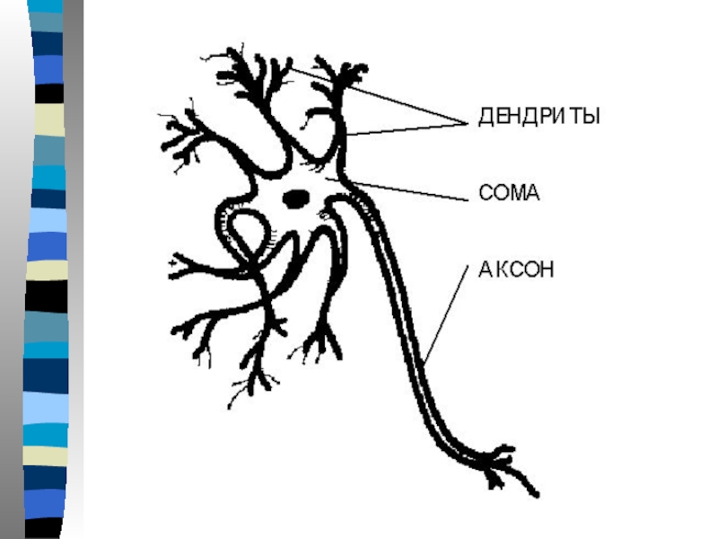 Структура биологии. Нейрон имеет. Нервная клетка - … Имеет тело и отростки - …и …. Имеет тело клетки - трофический центр и отростки:. Нейрон имеет отростки.