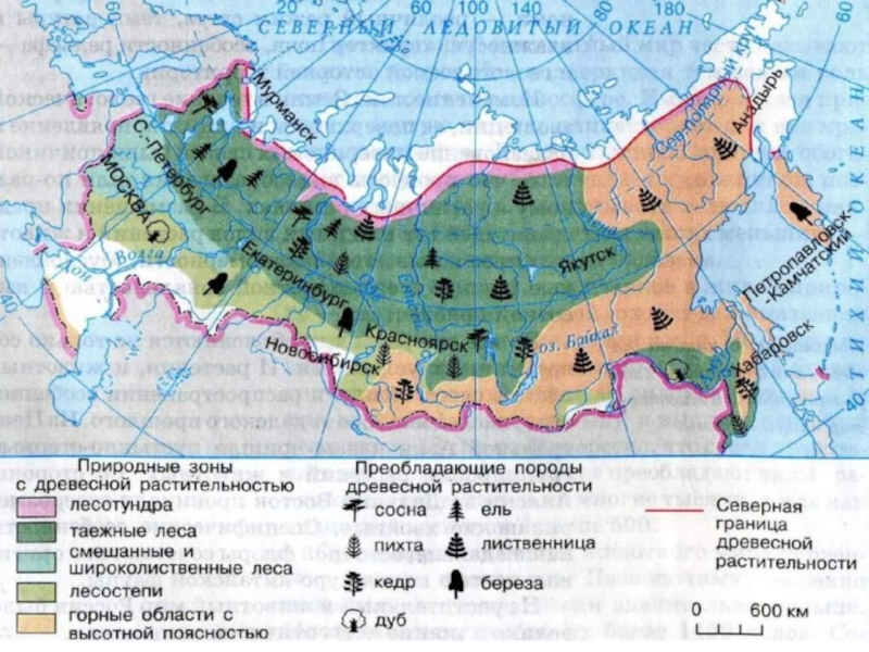 Карта сосновых лесов россии